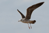 1cy fuscus in August, ringed in Finland. (81365 bytes)